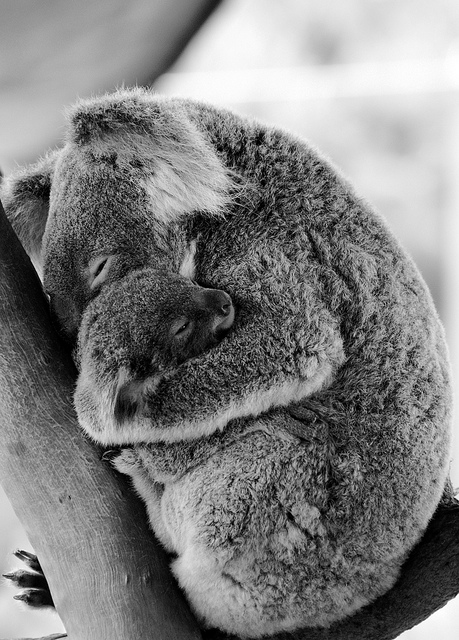 black and white photo of mom and joey koalas sleeping all snuggled up.